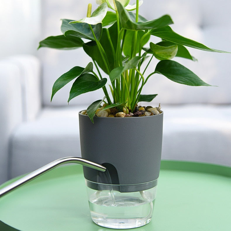 GreenOasis 1+1 GRATIS